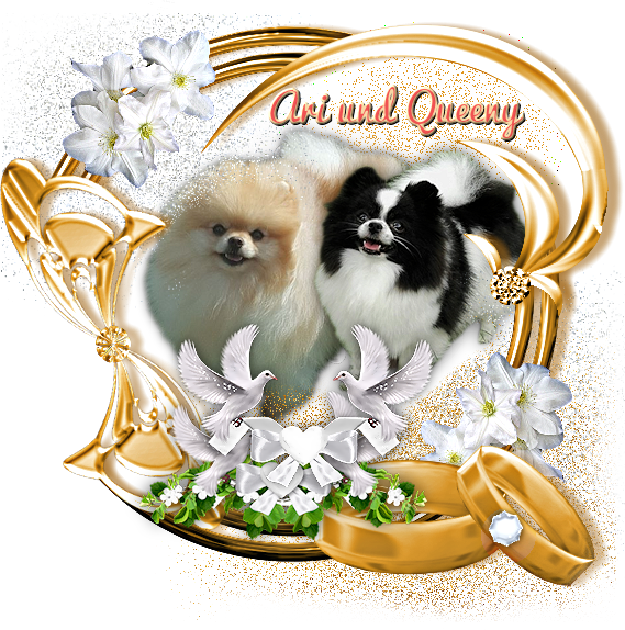 Bild "Menü 2:queeny_ari_transp.png"