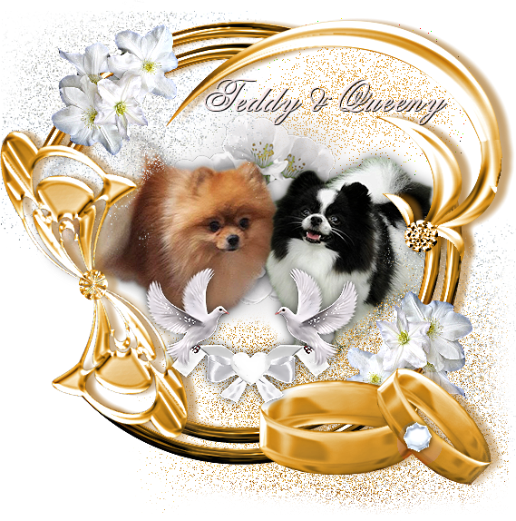 Bild "Menü 2:queeny_teddy1.png"
